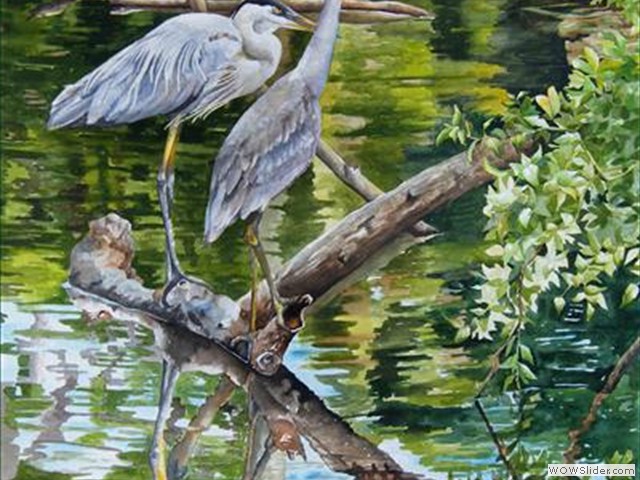 Blue Herons in Marsh