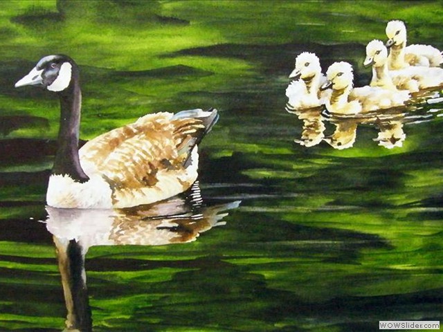 Canada Geese