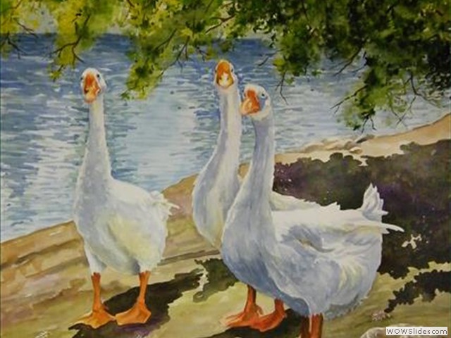 White Geese