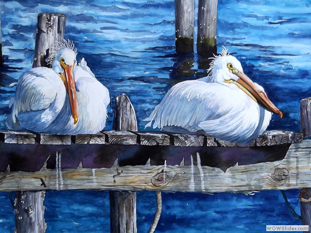 White Pelicans