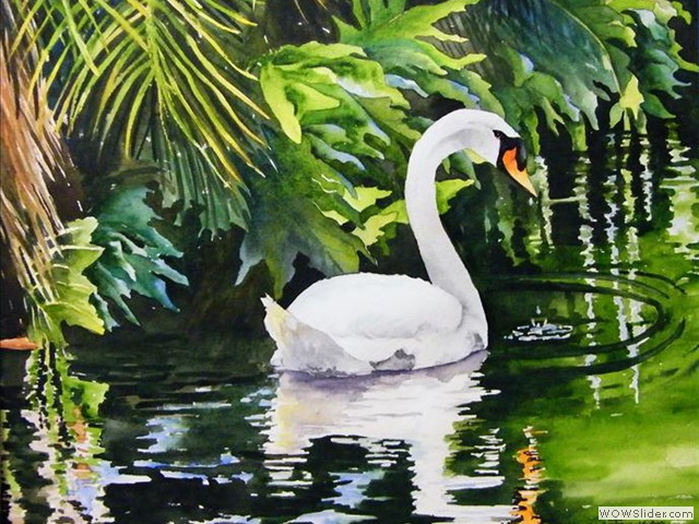 White Swan