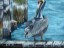 Pelican on the Dock