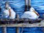 White Pelicans