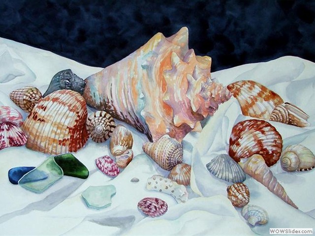 Shell Collection